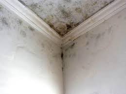 Best Comprehensive Air Testing for Mold Contaminants  in Bethany, OR